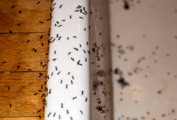 Best Pest Control for Homes  in Auburn, KS